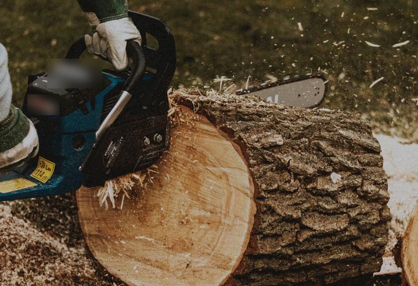 Chainsaw cutting a felled trunk into rounds