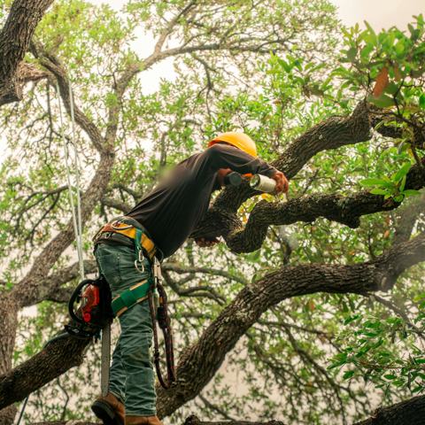 Climber pruning the limbs of a large tree