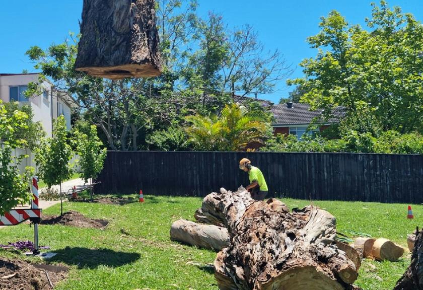 Section of tree trunk being lifted out of a backyard