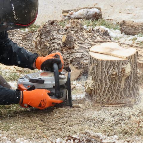 Tree stump being cut low to the ground