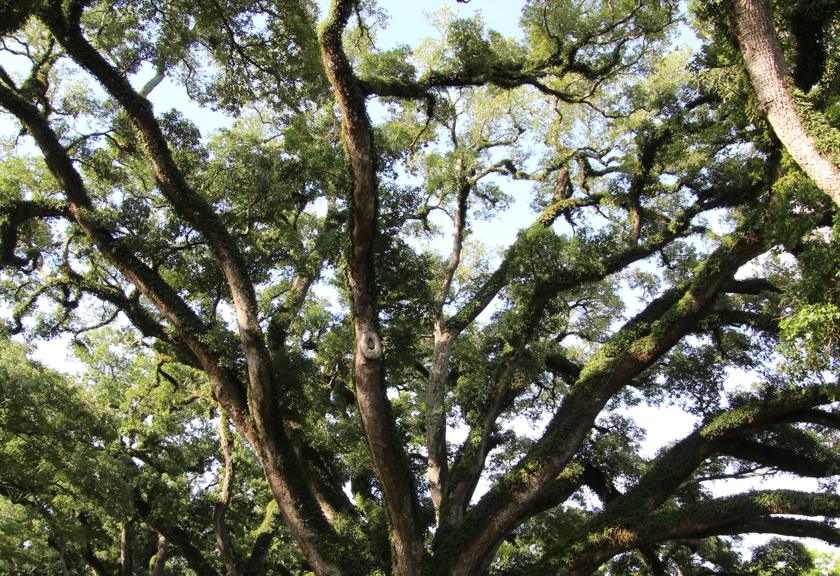 Wide canopy of a large shade tree