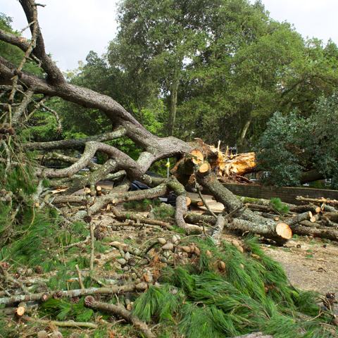 Fallen tree being cut up after a storm