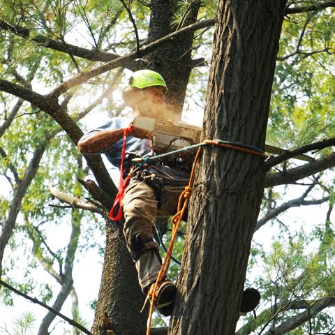 Climber cutting a tall tree from the top