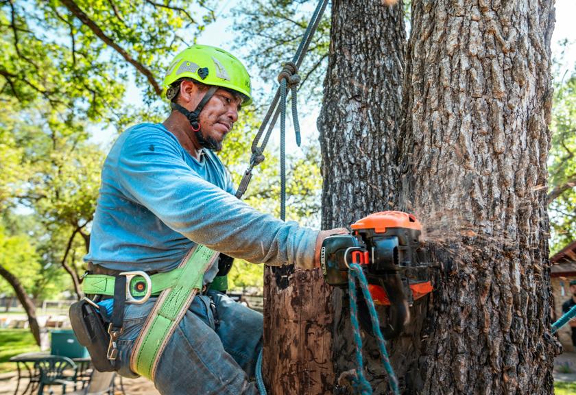 Tree climber cutting a trunk section with a chainsaw