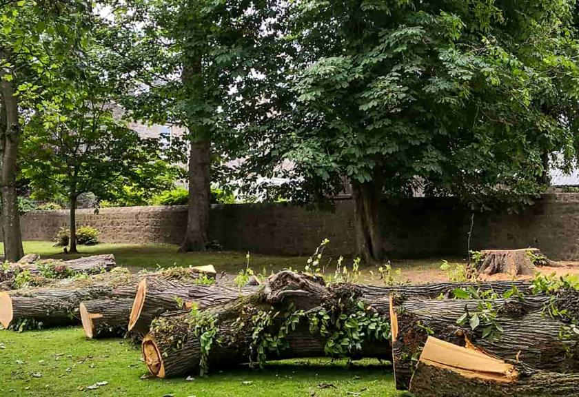 Felled tree cut into logs on a lawn