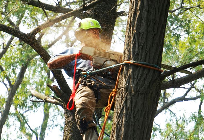 Climber cutting a tall tree from the top